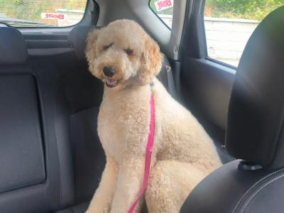 Springerdoodle puppies (Springer Spaniel x Poodle) in Wexford