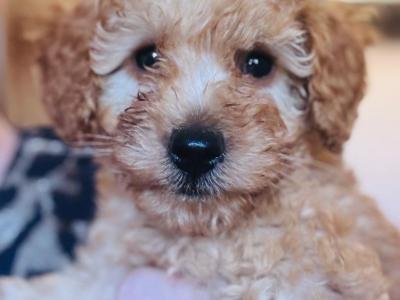 Miniature Red Poodle puppies in Cork