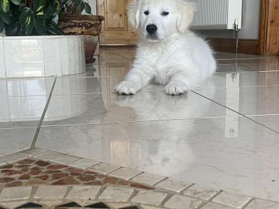 Purebred IKC registered Golden Retriever puppies in Galway