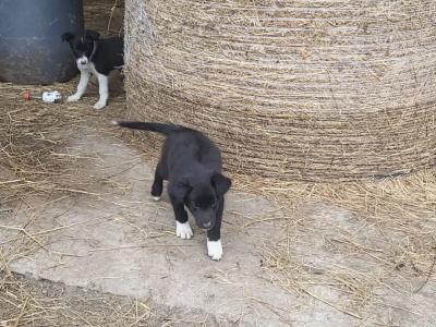 Border Collie x Shepherd puppies for sale in Kerry