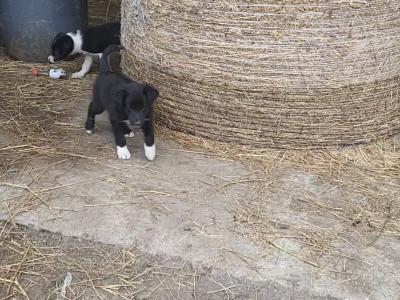 Border Collie x Shepherd puppies for sale in Kerry