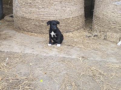 Border Collie x Shepherd puppies for sale in Kerry
