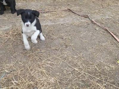 Border Collie x Shepherd puppies for sale in Kerry
