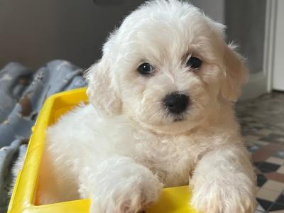 2 beautiful male Bichon Frise puppies in Kildare