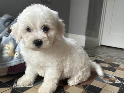 2 beautiful male Bichon Frise puppies in Kildare