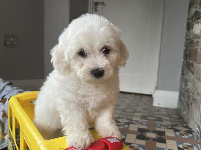 2 beautiful male Bichon Frise puppies in Kildare
