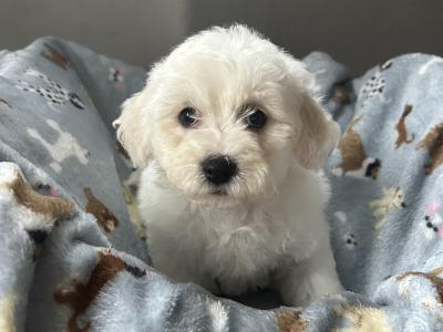 2 beautiful male Bichon Frise puppies in Kildare