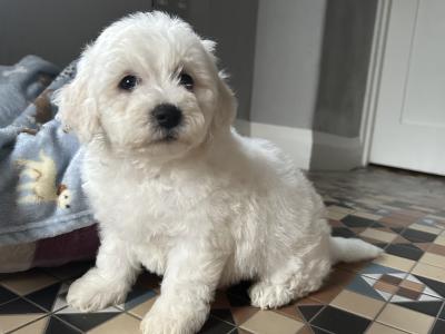 2 beautiful male Bichon Frise puppies in Kildare
