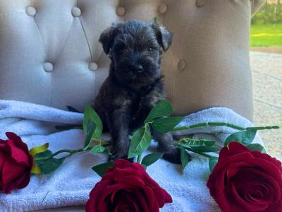 Beautiful miniature Schnauzer puppies for sale
