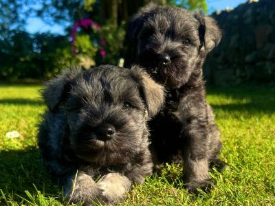 Beautiful IKC Registered Miniature Schnauzer puppies for sale