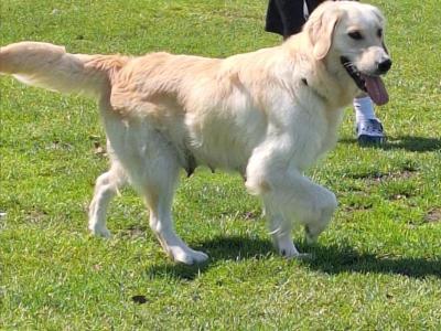 ☆ LAST ONE!!! PureBred Outstanding Golden Retriever puppies in Kildare ☆