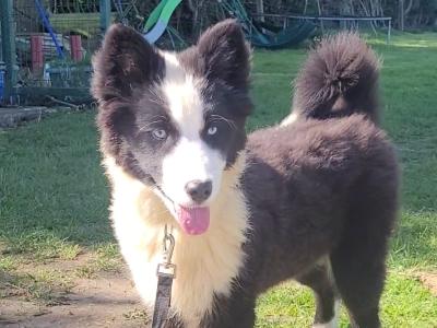 Yakutian Liaka pups in Carlow
