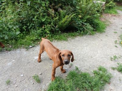 2 Healthy, Happy, Dark Red Rhodesian Ridgeback puppies in Wexford