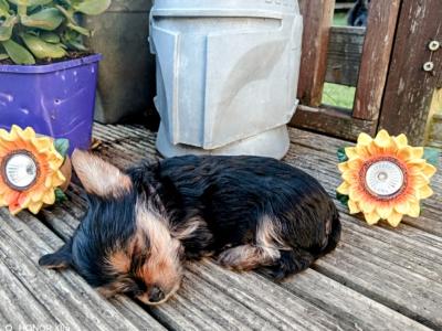 Stunning Yorkshire Terrier puppies