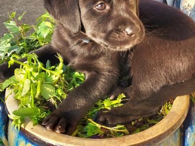 Female Labrador/Bernese Mountain puppy in Cork