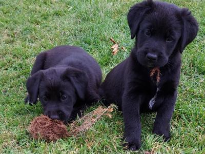 Female Labrador/Bernese Mountain puppy in Cork
