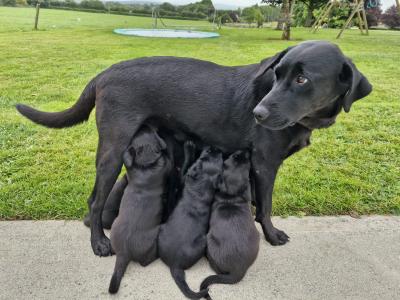 Female Labrador/Bernese Mountain puppy in Cork