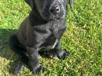 Female Labrador/Bernese Mountain puppy in Cork