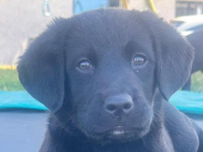Female Labrador/Bernese Mountain puppy in Cork