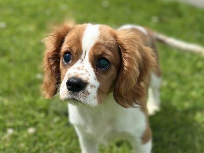 Beautiful male Cavalier King Charles