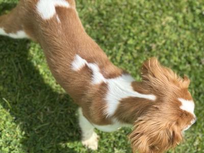 Beautiful male Cavalier King Charles