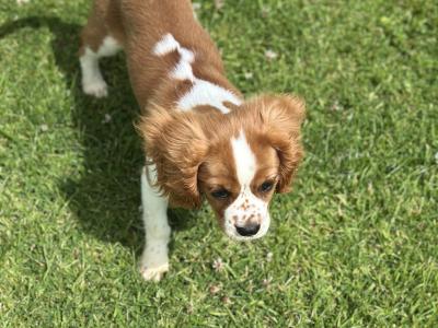 Beautiful male Cavalier King Charles