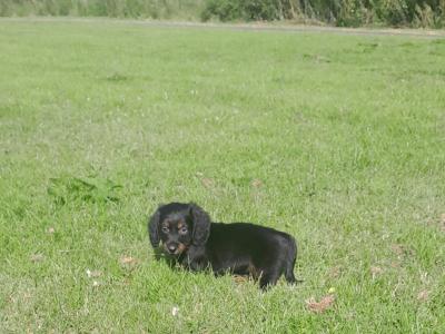 Long haired Dachshunds in Dublin €650
