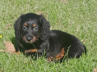 Dachshunds in Dublin €850