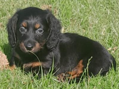 Long haired Dachshund puppies in Dublin - €650