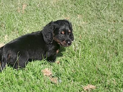 Long haired Dachshunds in Dublin €650