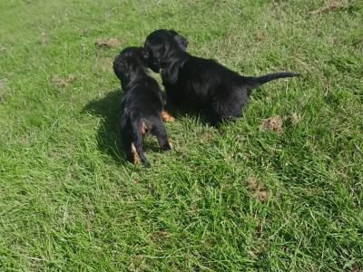 Long haired Dachshunds in Dublin €650