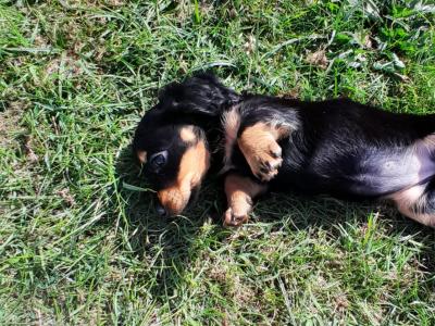 Long haired Dachshunds in Dublin €650