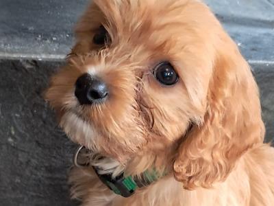 Cavachon puppies in Mayo