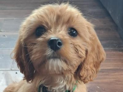 Cavachon puppies in Mayo