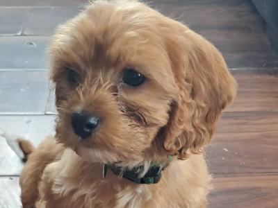 Cavachon puppies in Mayo