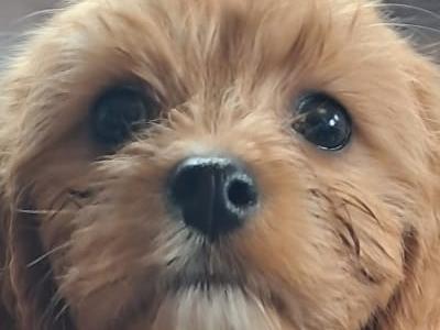 Cavachon puppies in Mayo