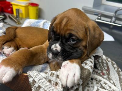 IKC Registered(pending) Boxer puppies in Monaghan