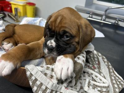 Publish on Friday, 15/08/2025. - Boxer puppies
