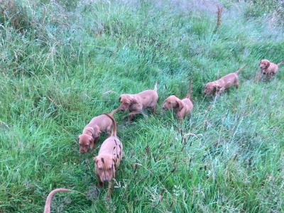 Pedigree Hungarian Vizsla puppies IKC registered for sale in Cork