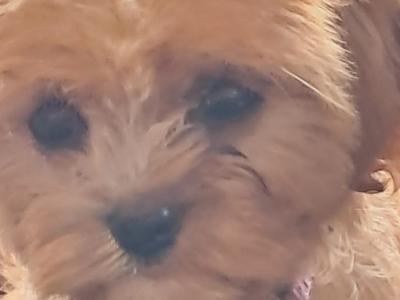 Cavachon puppies in Mayo