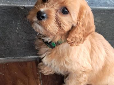 Cavachon puppies in Mayo