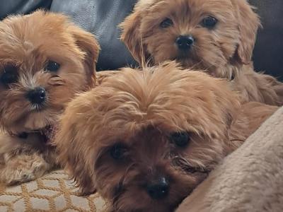 Cavachon puppies in Mayo