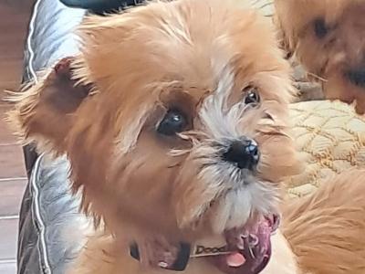Cavachon puppies in Mayo