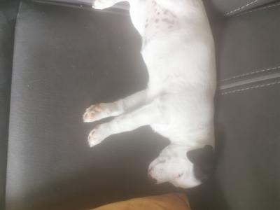 Jack Russell puppies in Cavan