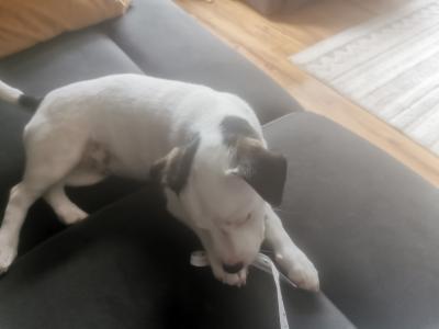 Jack Russell puppies in Cavan