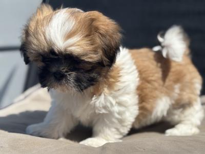 3 beautiful Shih Tzu girl puppies