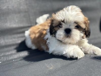 5 beautiful Shih Tzu girl puppies