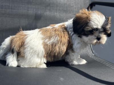 4 beautiful Shih Tzu girl puppies