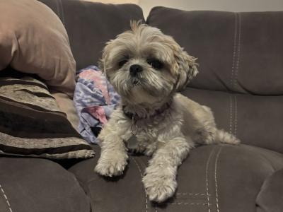 3 beautiful Shih Tzu girl puppies in Galway