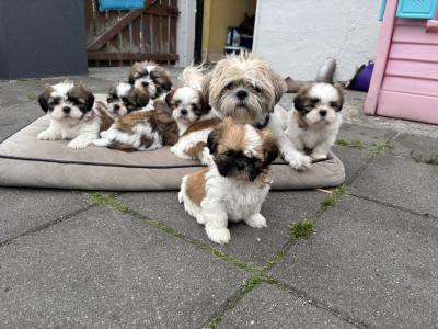 3 beautiful Shih Tzu girl puppies in Galway